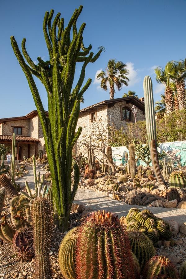 Casa de Campo Garden Cactus